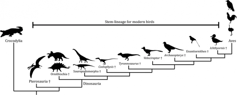 birds_and_dinosaurs simplified phylogenetic tree