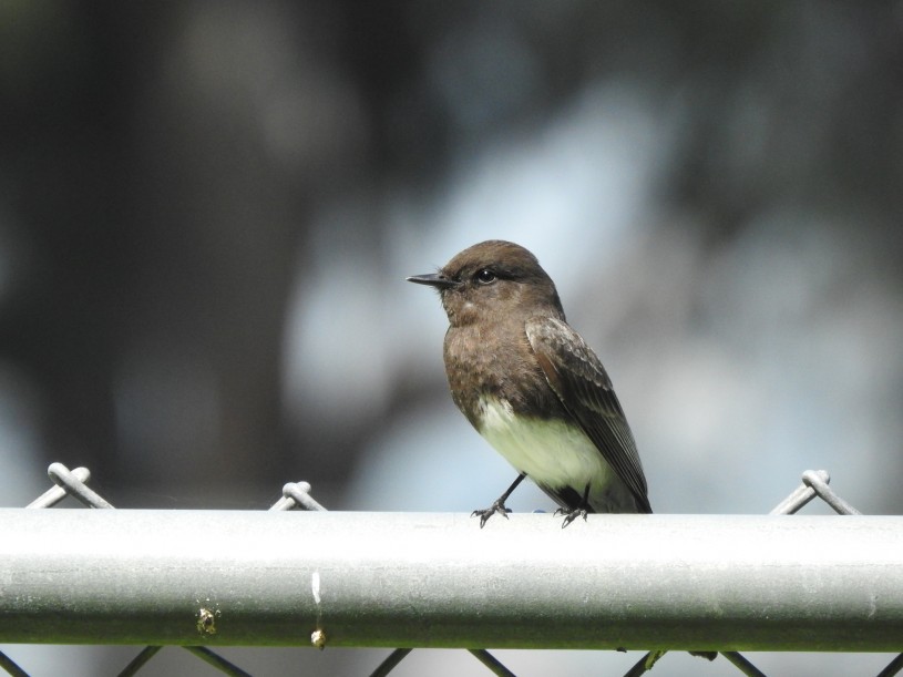 black_phoebe_image_by_inaturalist_user_andy71
