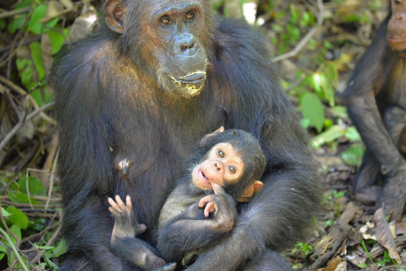 Gremlin and infant Goodali of 'G-Family' in Gombe National Park.