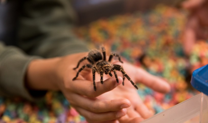 Bug Fair - Exhibitor with tarantula