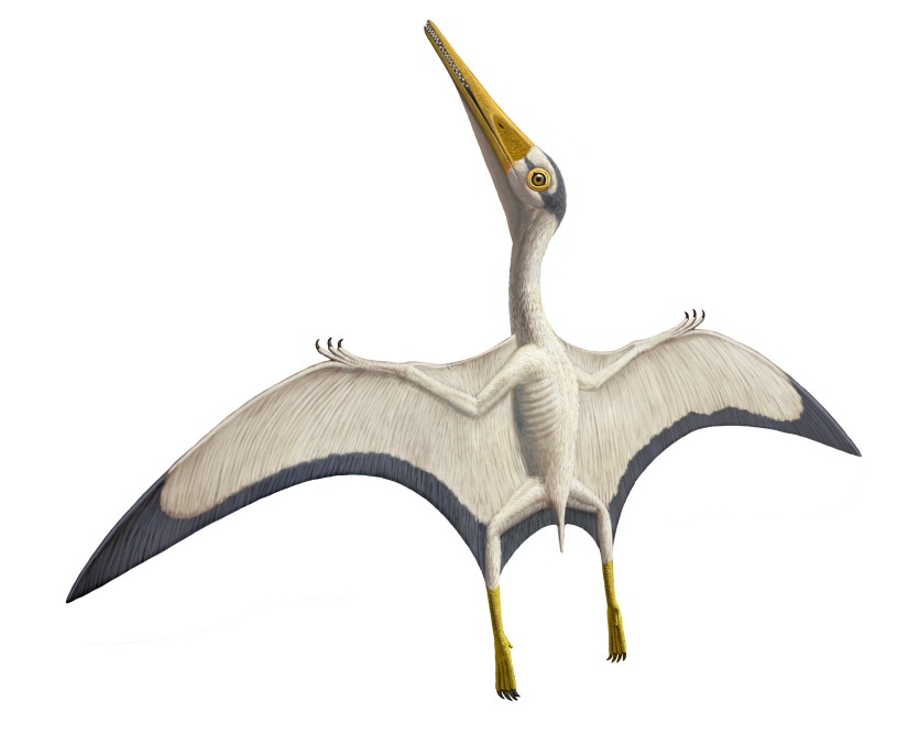 Pterosaur wing appearance when quadrupedal