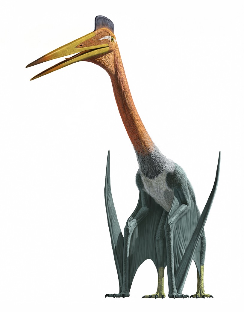 How Did Pteranodon Walk?