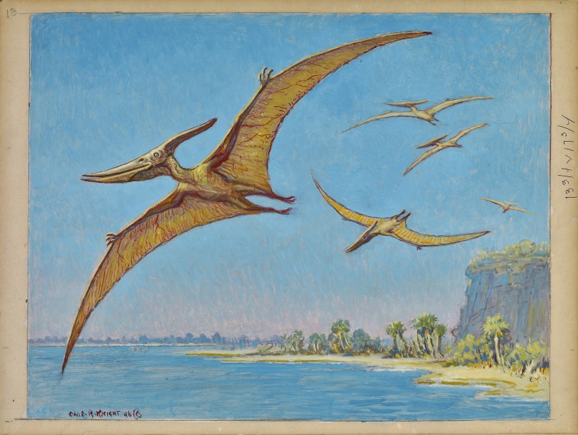 Artwork of the pterosaur, Pteranodon sp