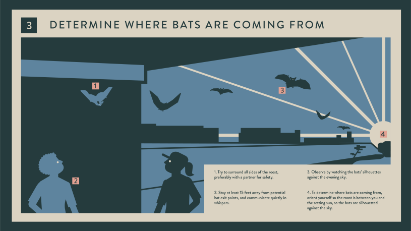 bat roost infographic