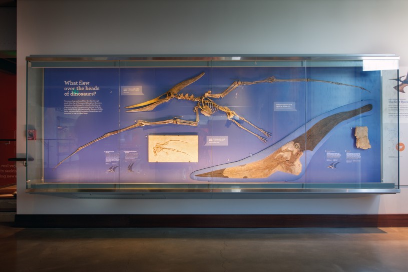 pterosaur display at NHM