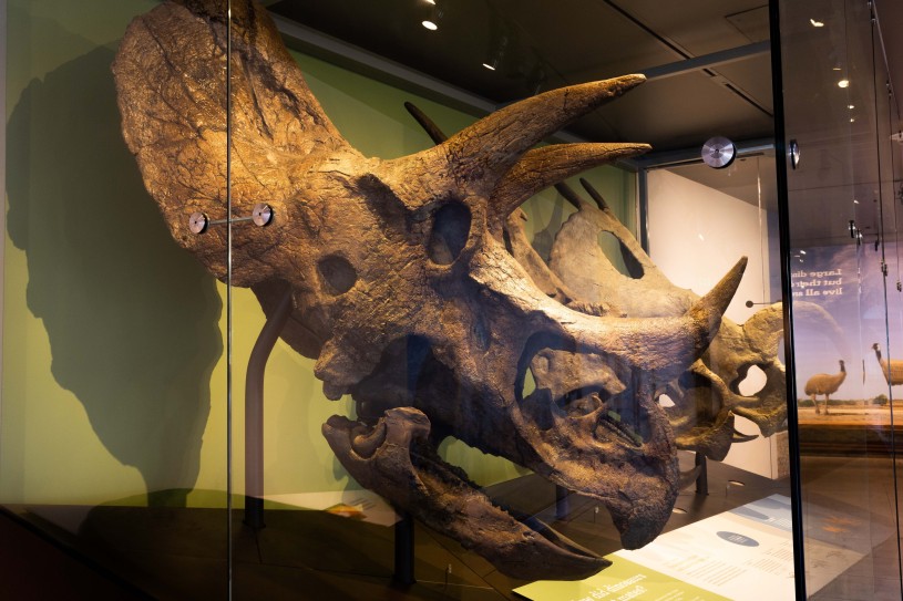 Dino Hall Triceratops skull