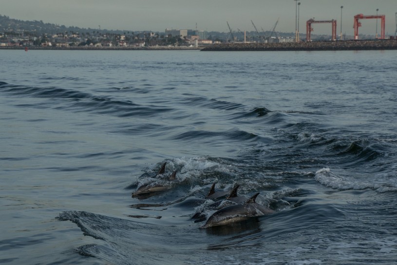 Dolphins in the Port of LA — Zachary Gold