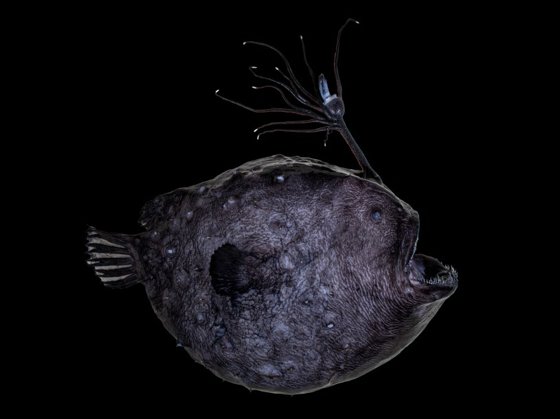 himantolophus_anglerfish black bg