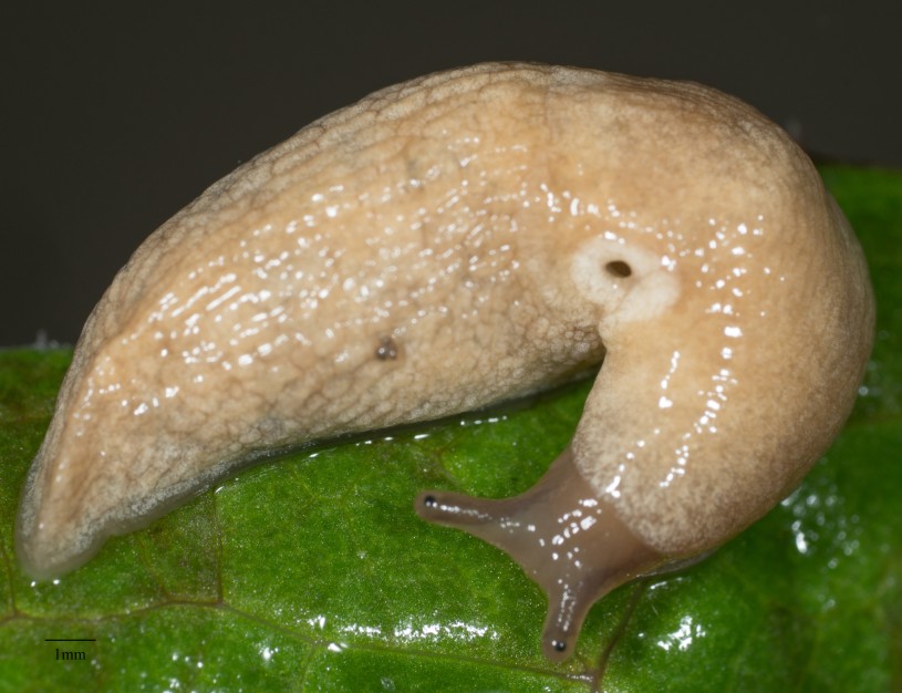 milky slug by inat user glmory