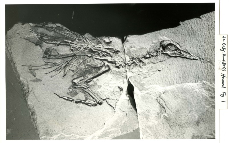 Hildegarde Howard Bird Fossil