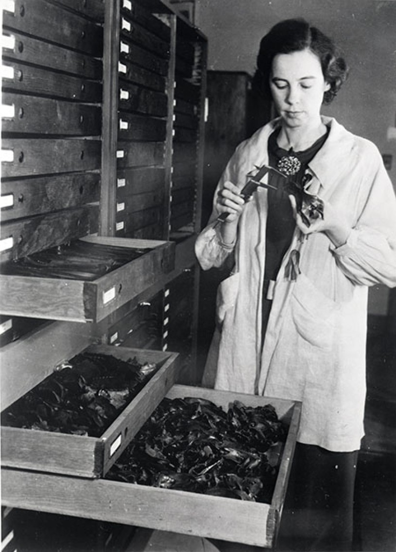 Hildegarde Howard measures specimens in Collections rooms