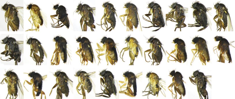 30 new species of Megaselia flies arranged in a grid