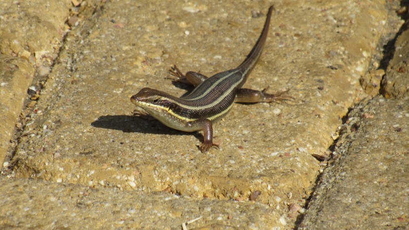 African five-lined skink observation from iNaturalist