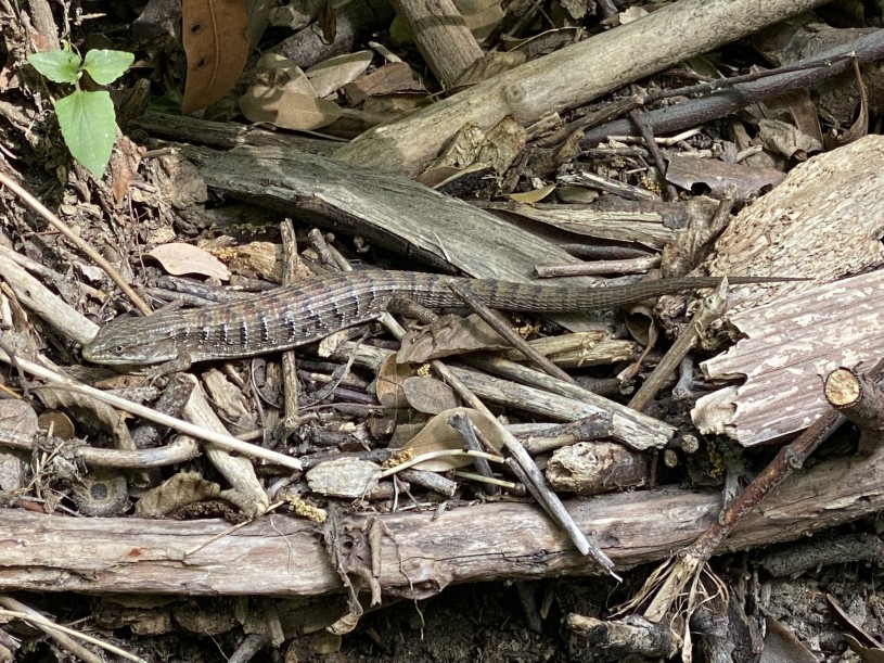 Alligator lizard in underbrush