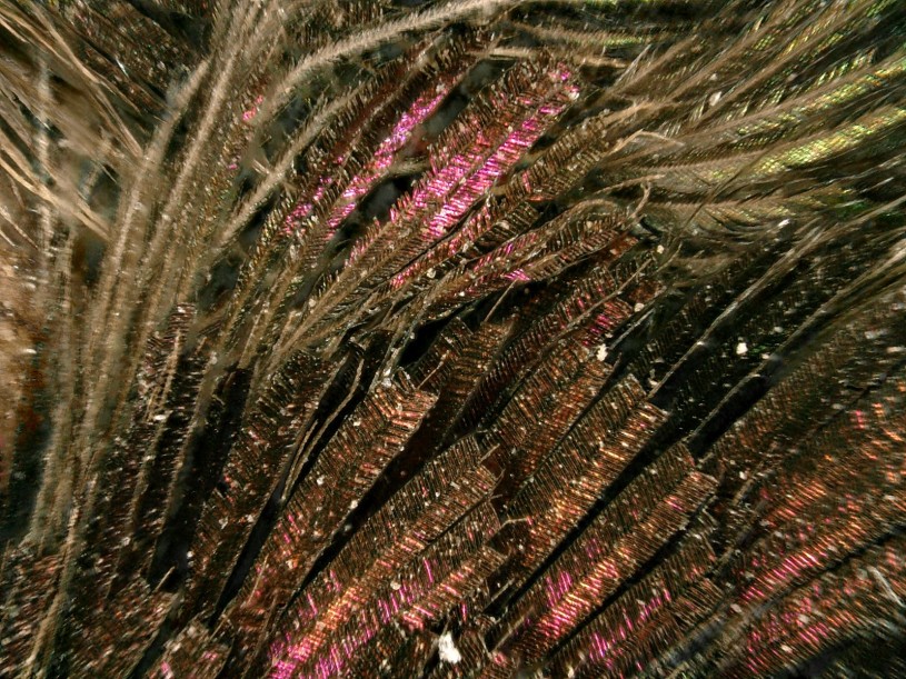Allen's hummingbird gorget magnified at 100x