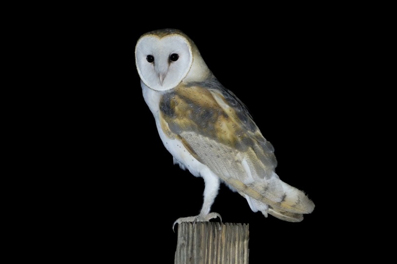 Barn owl perched on plank of wood in the dark