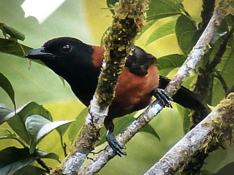 Hooded pitohui from iNaturalist
