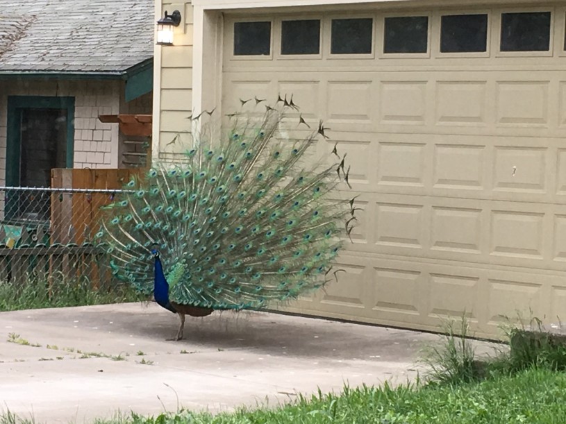 Peacock in front of a garage