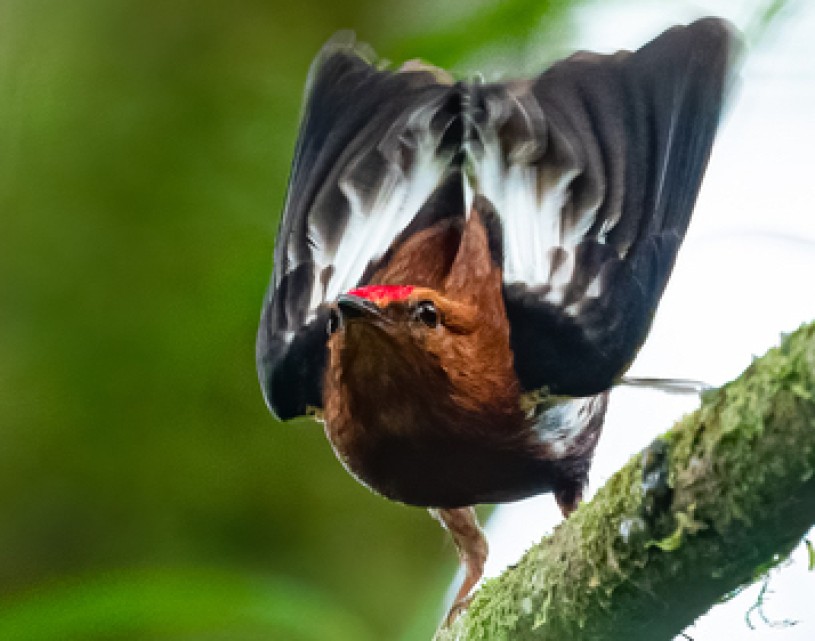 club-winged manakin wings raised iNaturalist photo