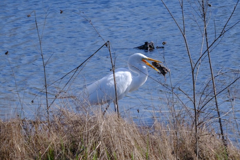 Snowy egret with a rodent in its mouth at BAILA from iNaturalist