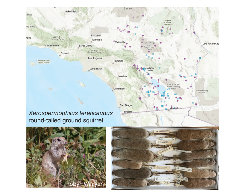 Round-tailed ground squirrel map insert