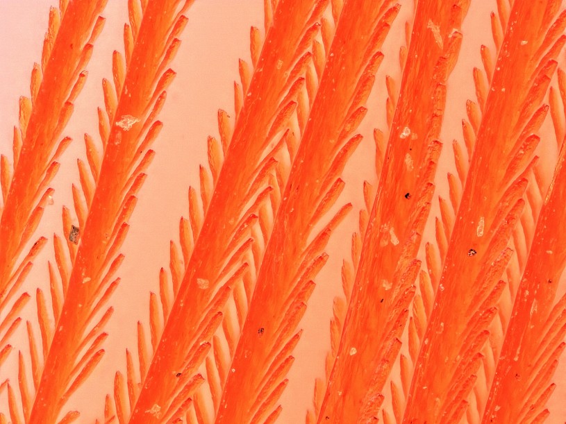 Microscopy image of ramphocelus barbules
