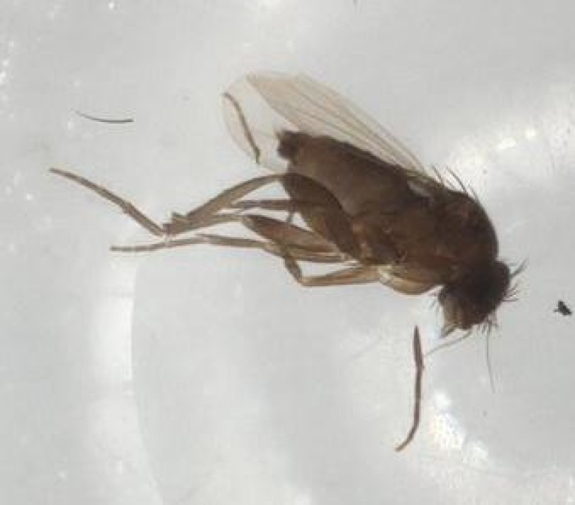 Phorid fly Megaselia lombardorum