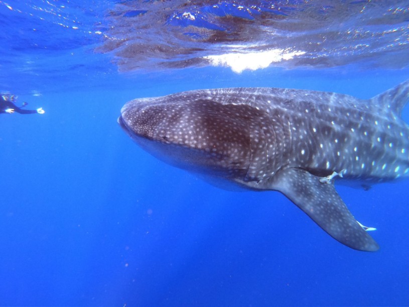 NHM Ichthyology Curator Bill Ludt swimming with a whale shark