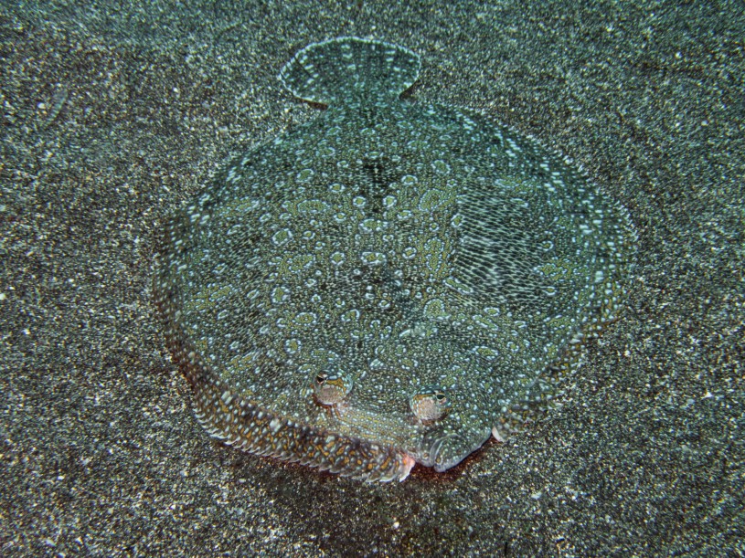 Bothus mellessi fish well-hidden in the sand