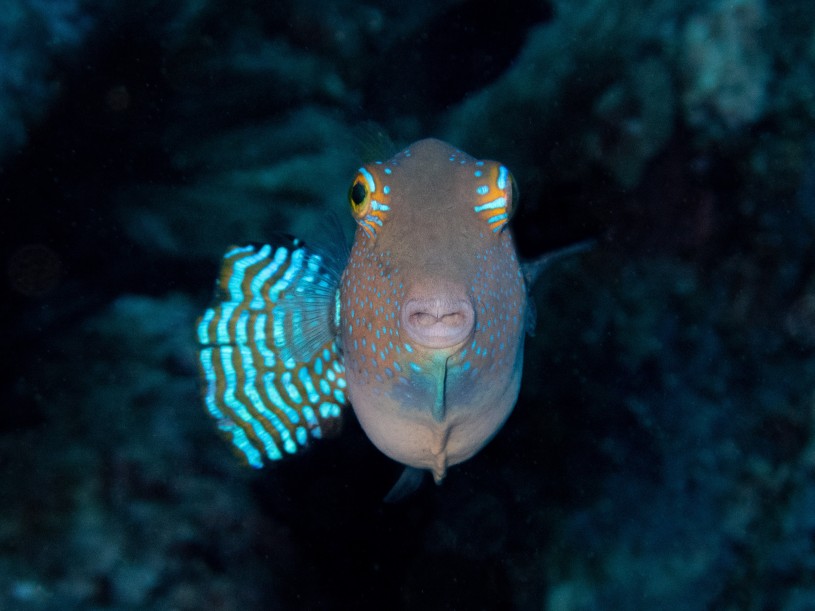 A Canthigaster smile with one fin extended