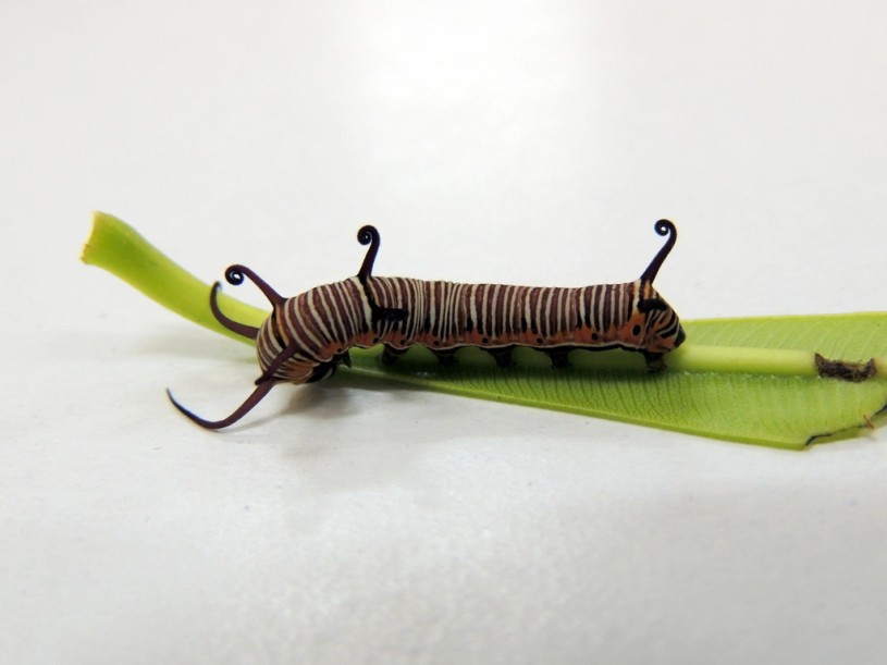 Indian common crow caterpillar iNaturalist observation by Vijay Barve