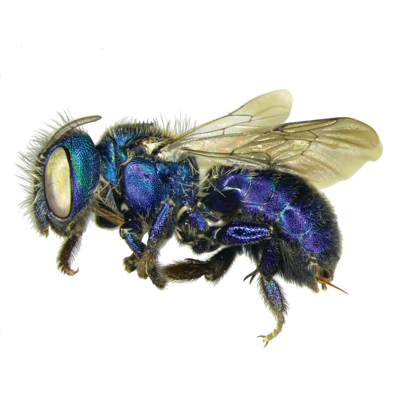 Iridescent blue mason bee