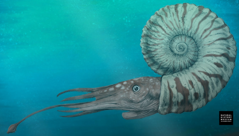 A paleoart rendition of Eupachydiscus sp. by Cullen Townsend.