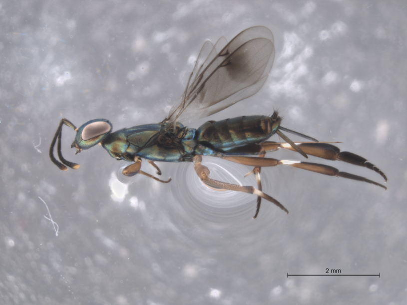 A parasitoid wasp Metapelma