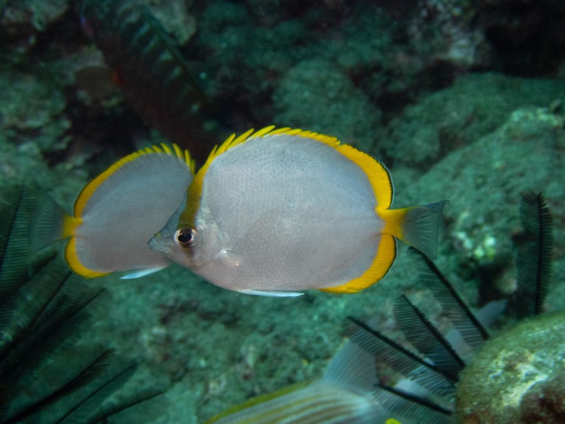 St. Helena butterflyfish (Chaetodon sanctaehelenae) underwater photo