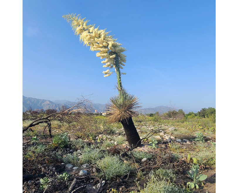 chaparral yucca blooming in a recovering burn scar 