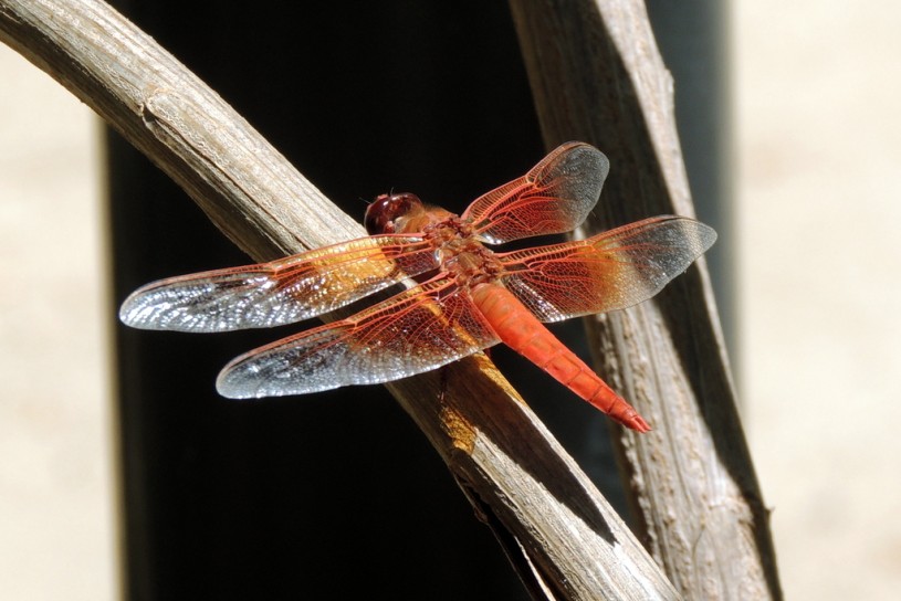 A flame skimmer rests on a branch at NHM&#039;s Nature Gardens