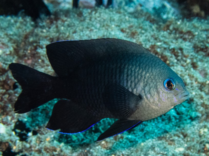  St. Helena Gregory (Stegastes sanctahelenae) underwater photo