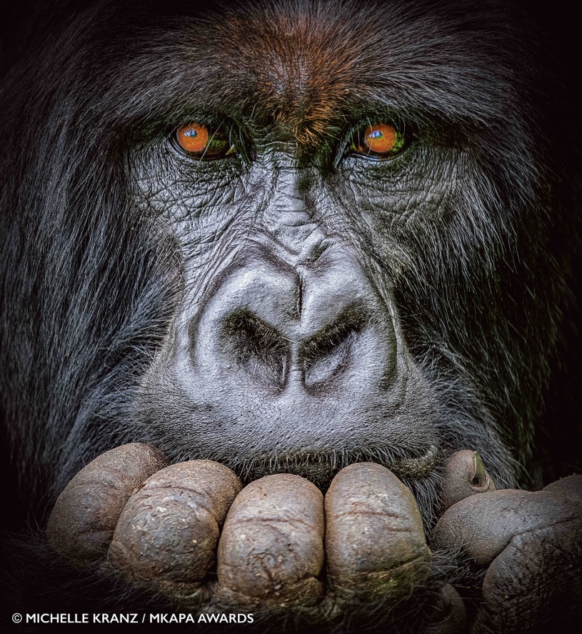Closeup of a gorilla with orange eyes and holding their fist to their mouth
