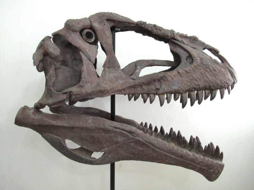 reconstruction of Meraxes gigas skull