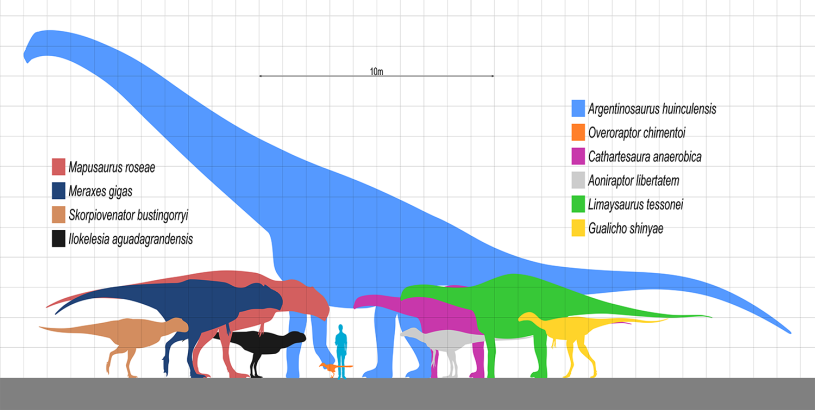 Color-coded silhouettes of dinosaurs from the Huincul Formation