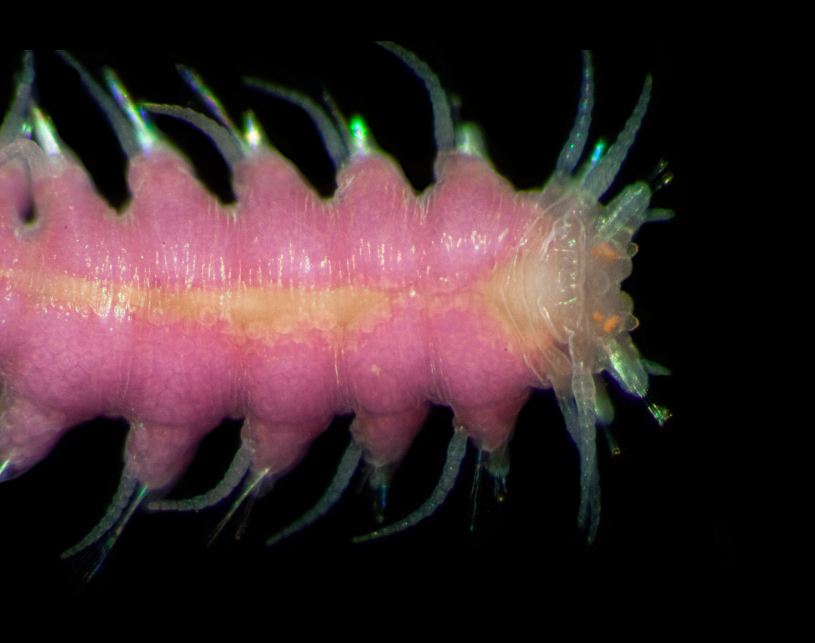 A polychaete in the family sylidae