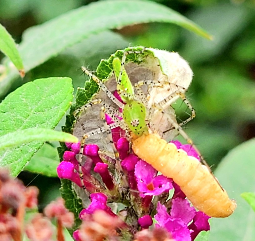 Green Lynx spider