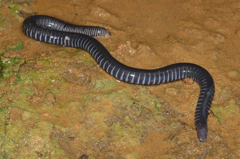 A Gaboon Caecilian uploaded by iNaturalist user Marius Burger