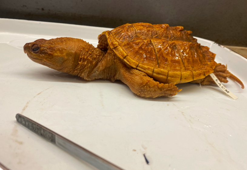 Snapping turtle collection specimen from NHM&#039;s Herpetology Department