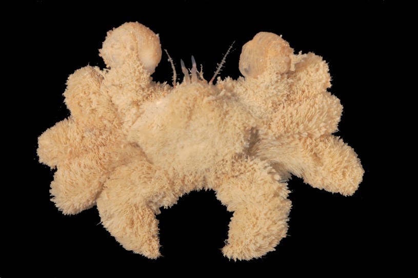 A common hairy crab (Pilumnus vespertilio) from NHM's collections photo by Jody Martin
