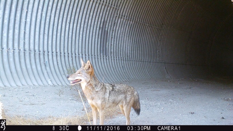 iNaturalist observation of coyote in urban space
