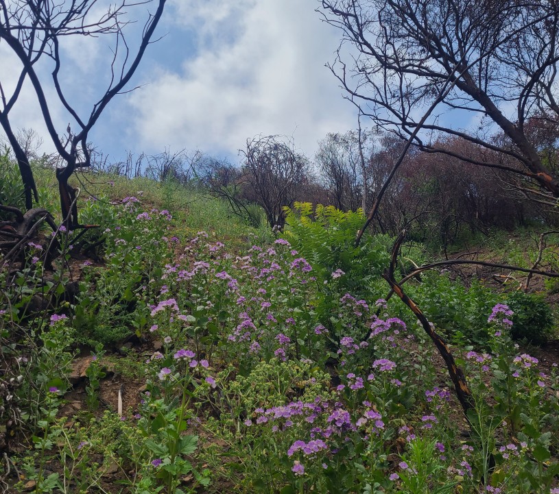 Purple flowers flourishing on a burned hillside after the Bobcat Wildfire.