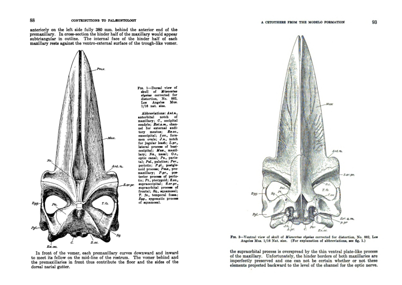 Ventral and Dorsal view illustration of Mixocetus elysius from first description in a scientific journal