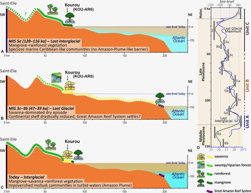 A Figure from the paper on the first fossils found in French Guiana depicting different sea levels found in the fossil record there.